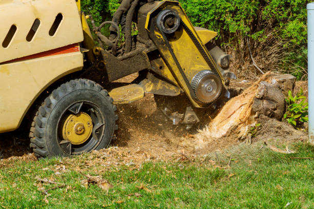 Lawn Renovation and Restoration in Elko, NV